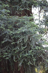 Sequoia sempervirens