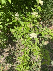 Cornus drummondii
