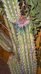 Pachycereus