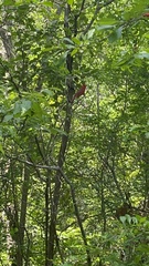 Cardinalis cardinalis