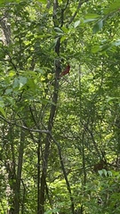Cardinalis cardinalis