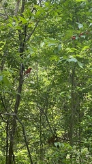 Cardinalis cardinalis