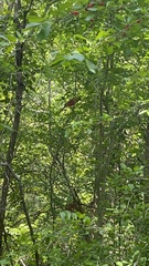 Cardinalis cardinalis