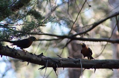 Turdus rufitorques