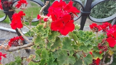 Pelargonium