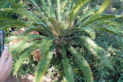 Encephalartos