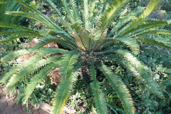 Encephalartos