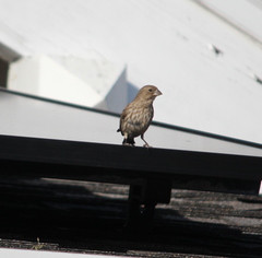 Haemorhous mexicanus