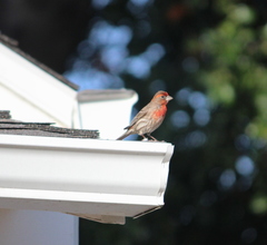 Haemorhous mexicanus