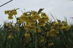 Hermannia sandersonii