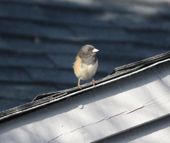 Junco hyemalis