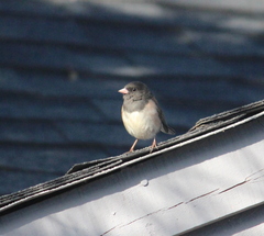 Junco hyemalis