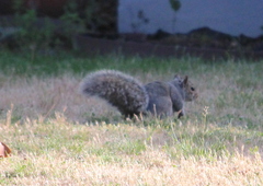Sciurus carolinensis