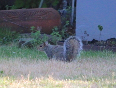 Sciurus carolinensis