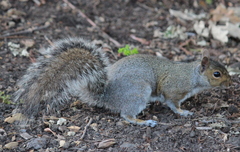 Sciurus carolinensis