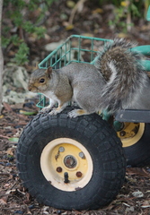 Sciurus carolinensis