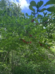 Ilex decidua
