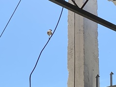 Passer domesticus