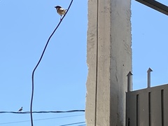 Passer domesticus