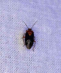 Neocapsus
