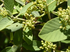 Satyrium saepium chalcis