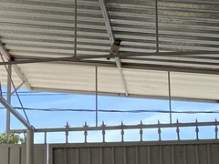 Passer domesticus
