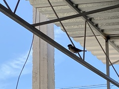 Passer domesticus