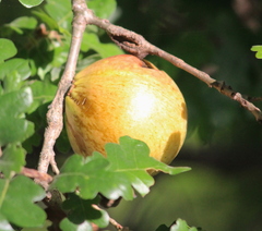 Andricus quercuscalifornicus