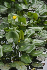 Nuphar japonica