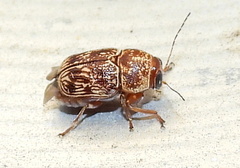 Pachybrachis turbidus