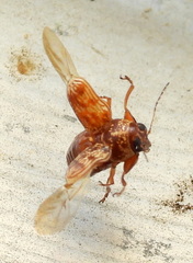 Pachybrachis turbidus