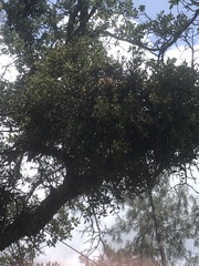 Phoradendron leucarpum tomentosum