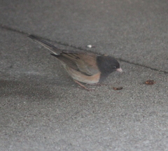 Junco hyemalis