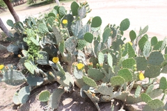Opuntia rufida