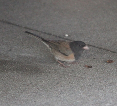 Junco hyemalis