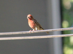 Haemorhous mexicanus