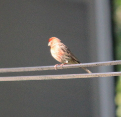 Haemorhous mexicanus