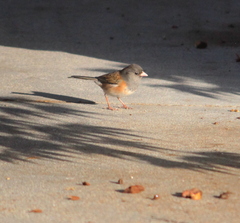 Junco hyemalis
