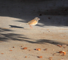 Junco hyemalis