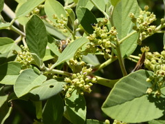 Satyrium saepium chalcis