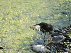 Butorides virescens
