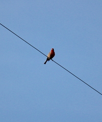 Haemorhous mexicanus