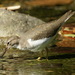 Spotted Sandpiper - Photo (c) barloventomagico, some rights reserved (CC BY-NC-ND)