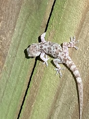 Hemidactylus turcicus