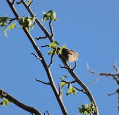 Baeolophus inornatus