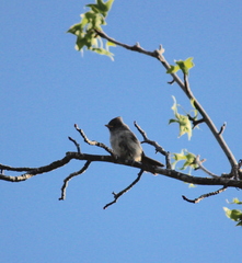 Baeolophus inornatus