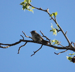 Baeolophus inornatus