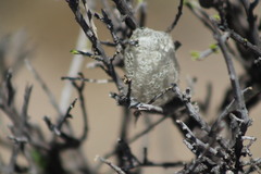 Rothschildia cinctus