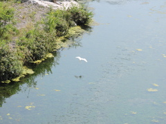 Egretta thula