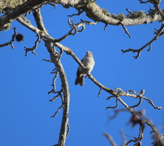 Baeolophus inornatus